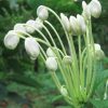 MUSICAL NOTE - Clerodendrum incisum - 125mm Rare
