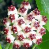 VALENTINE HOYA - Hoya kerrii IML 0154-75mm