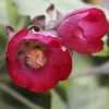 MEXICAN MALLOW BUSH - Phymosia umbellata 125mm RARE