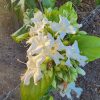 GLORY VINE - Faradaya splendida 125mm