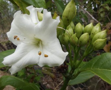 GLORY VINE - Faradaya splendida 125mm