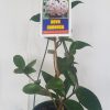 HOYA CARNOSA - Wax Flower 125mm Hanging Basket