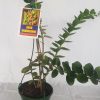 HOYA CUMINGIANA - IML 0168- 125mm Hanging Basket
