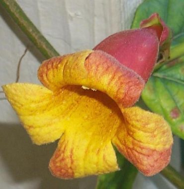 CROSS VINE - Bignonia capreolata 140mm - RARE