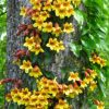 CROSS VINE - Bignonia capreolata 140mm - RARE