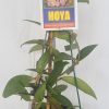 HOYA ACUTA - PINK FORM- IML 0079- 125mm Hanging Basket