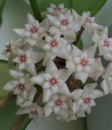 HOYA ARNOTTIANA- IML 0217- 75mm