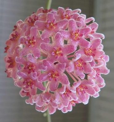 HOYA CAMPHORIFOLIA- IML 0418- 100mm Hanging Basket