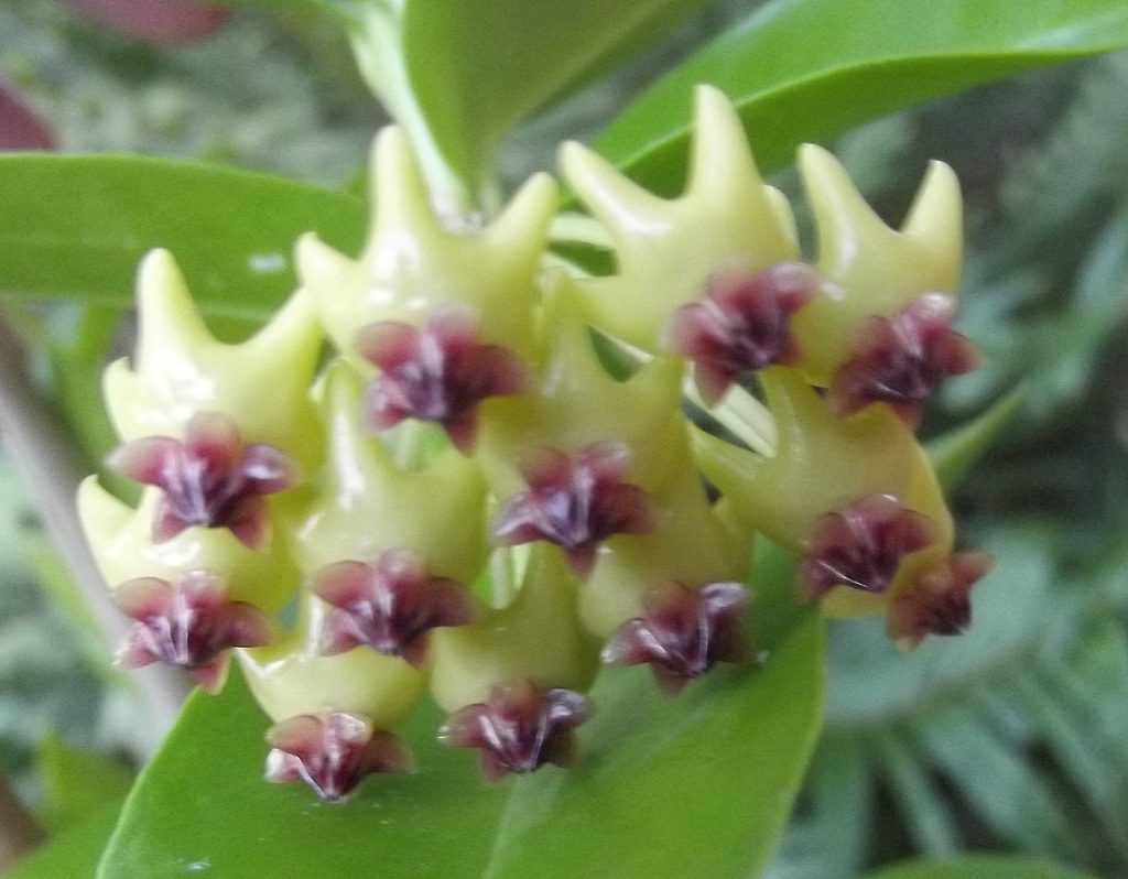 LOS BANOS Hoya Los Banos syn. Hoya densifolia 75mm pot Weslor
