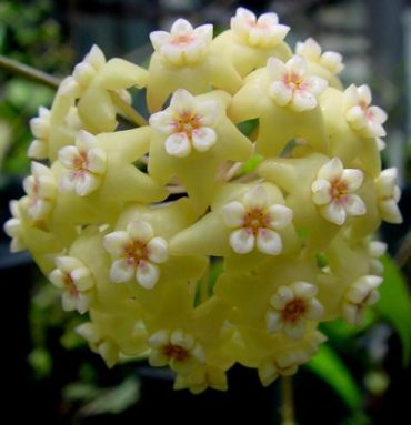 HOYA POTTSII cv. KURANDA CREEK IML 0039 - Hanging Basket