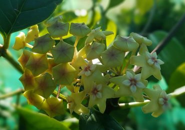 HOYA POTTSII - cv. Budabadoo IML 0489 75 mm