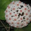 HOYA FUNGII- IML 0444 75 mm