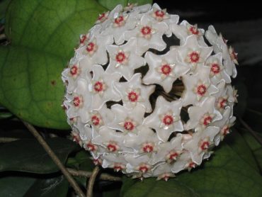 HOYA FUNGII- IML 0444 75 mm