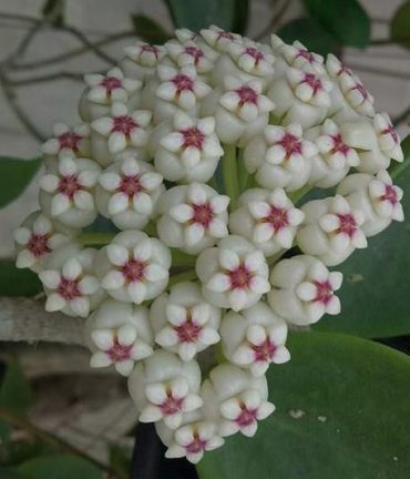HOYA PACHYCLADA - IML 0523 75 mm