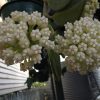 HOYA PACHYCLADA - IML 0523 75 mm
