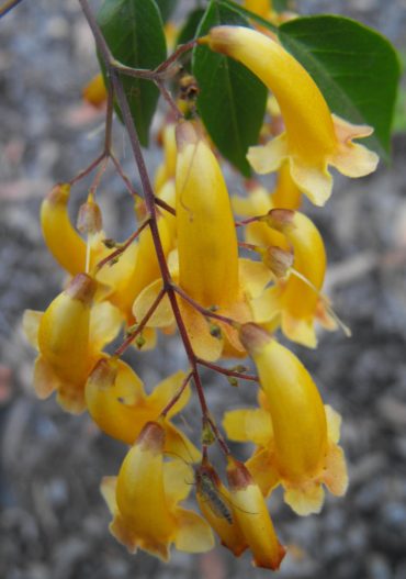 PANDOREA GOLD FORM - Pandorea pandorana syn. 'Golden Belle' 125 mm