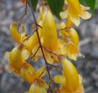 PANDOREA GOLD FORM - Pandorea pandorana syn. 'Golden Belle' 125 mm