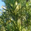 JAPANESE YEW - Podocarpus macrophyllus - 125 mm