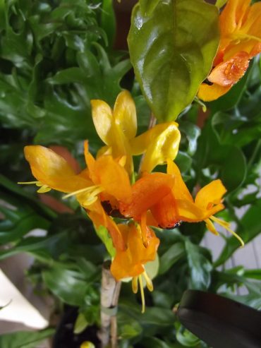 YELLOW DRAGON-Ruttya fruticosa 125 mm
