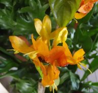 YELLOW DRAGON-Ruttya fruticosa 125 mm