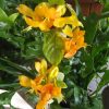 YELLOW DRAGON-Ruttya fruticosa 125 mm