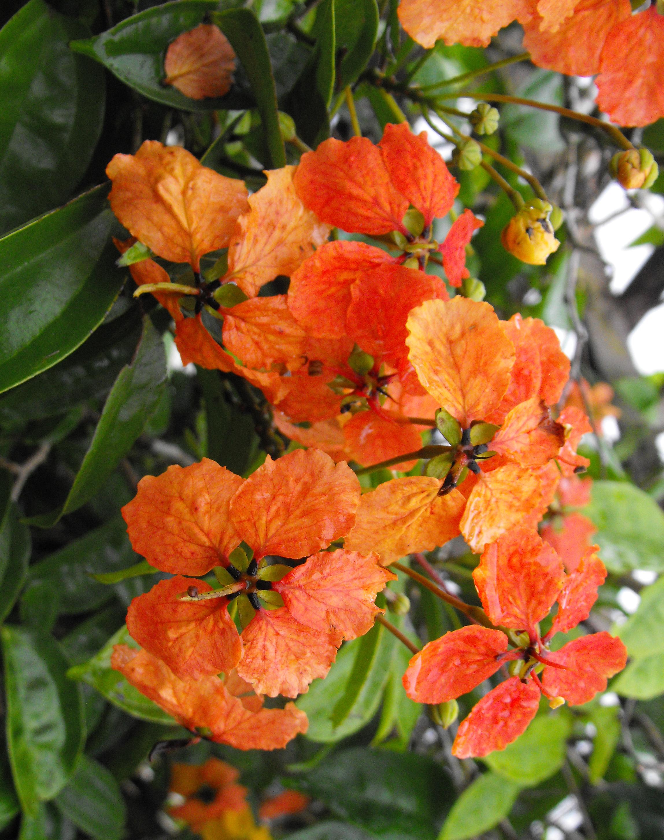 Orange Climbing Bauhinia Iana 125 Mm Rare Weslor Orange Climbing Bauhinia Iana 125 Mm Rare