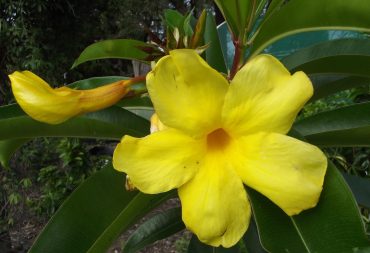 GOLDEN BELL - Allamanda cathartica laevis 125 mm Rare