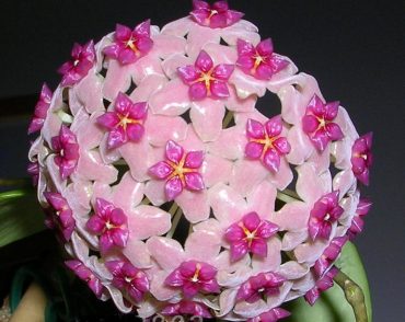 HOYA ALDRICHII - Christmas Island Wax Vine - IML 1418 125 mm Hanging Basket