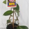 HOYA ALDRICHII - Christmas Island Wax Vine - IML 1418 125 mm Hanging Basket