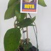 HOYA POTTSII cv.'Chieng Mai' IML 0087- 125 mm Hanging Basket