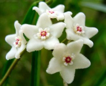 HOYA SHEPHERDII IML 0048- Shepherds Hoya - 125 mm Hanging Basket