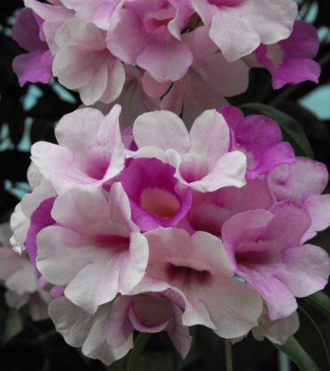 GARLIC VINE - Mansoa alliaceum 125 mm
