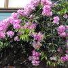 GARLIC VINE - Mansoa alliaceum 125 mm