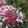 STARBURST - Clerodendrum quadriloculare 125mm