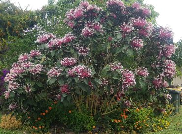 STARBURST - Clerodendrum quadriloculare 125mm
