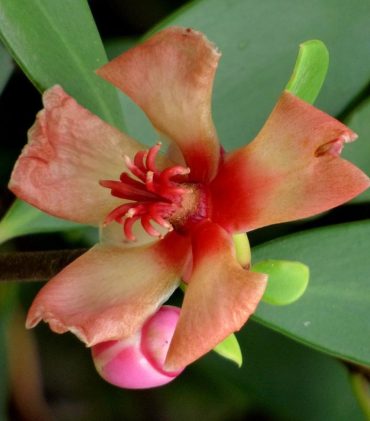 PORCELAIN FLOWER - Clusia ornotheura 125mm Rare