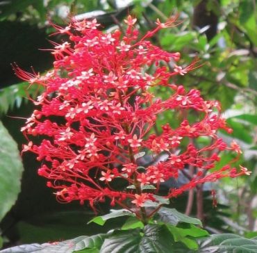 PAGODA FLOWER - Clerodendrum buchananii 125 mm