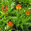 GLORY LILY - Gloriosa Rothchildiana 100 mm pot