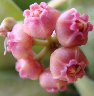 HOYA HEUSCHKELIANA - IML 0832 75 mm pot