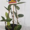 HOYA VERTICILLATA IML 1462 - 100 mm - Hanging Basket