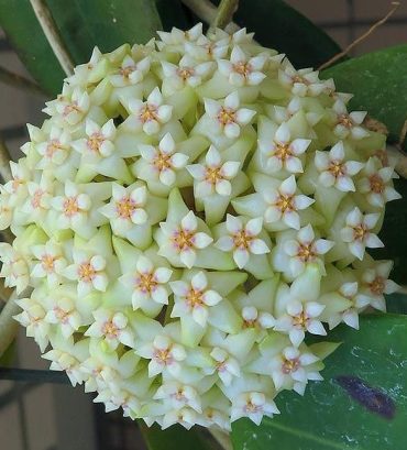 HOYA VERTICILLATA IML 1462 - 100 mm - Hanging Basket