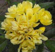 YELLOW BANKSIA  ROSE - Rosa banksiae lutea 125mm pot