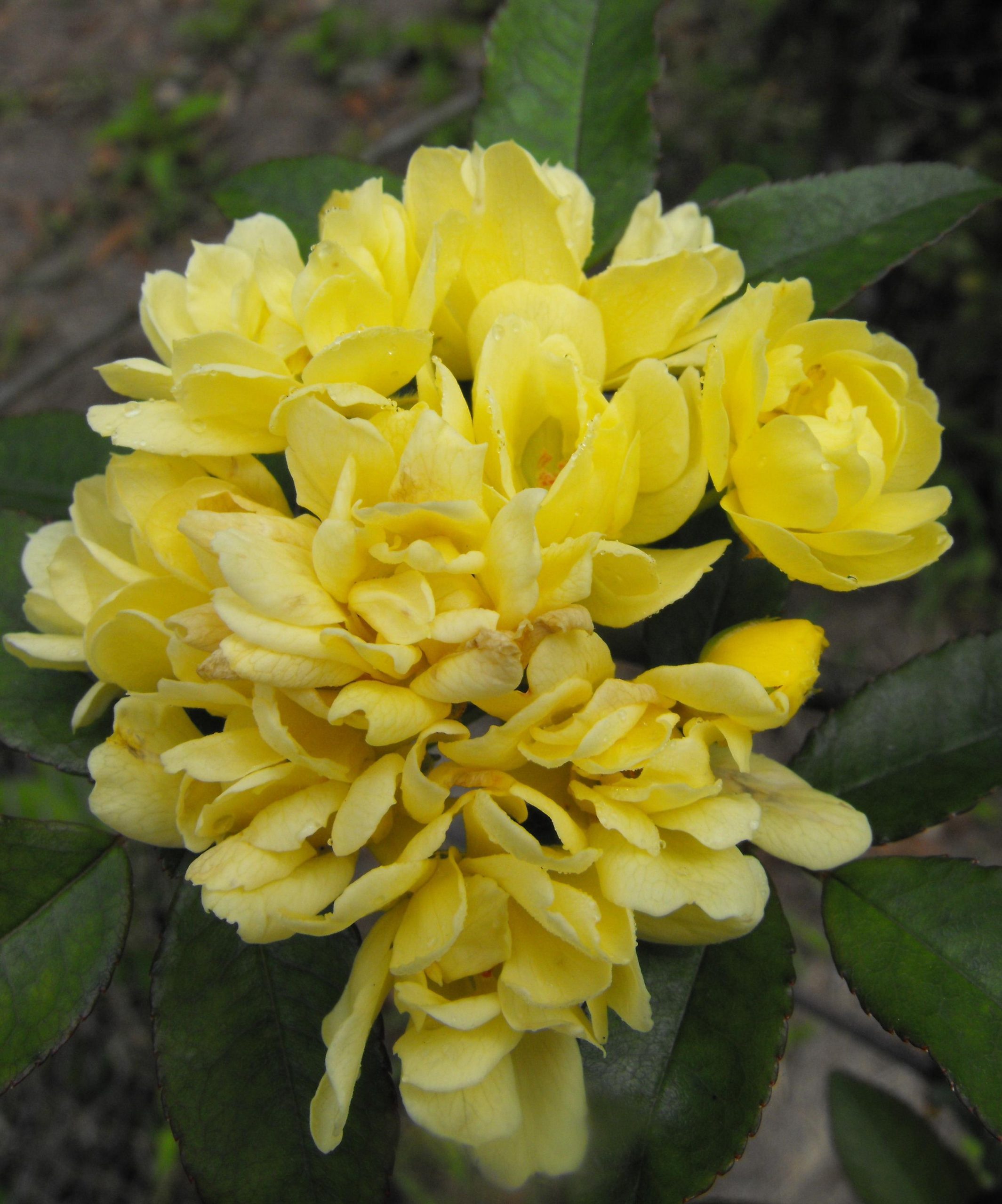 YELLOW BANKSIA ROSE Rosa banksiae lutea 125mm pot Weslor Flowers