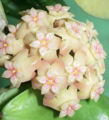 HOYA SAMOENSIS - 75 mm pot