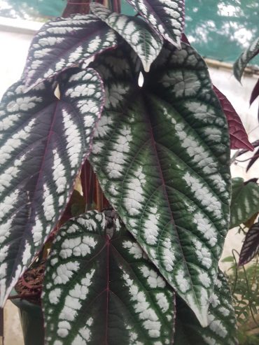 Rex Begonia Vine Fully Rooted 6” Hanging Pots Cissus Discolor Pink & Purple 