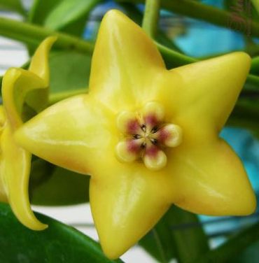 HOYA CORONARIA sp. GOLD STAR - IML 0143 75 mm pot