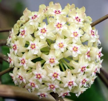 HOYA CITRINA - IML 0734-75mm pot