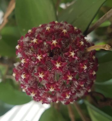 HOYA MINDORENSIS - IML 0768-100 mm Hanging Basket