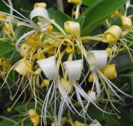 HALL'S HONEYSUCKLE - Lonicera japonica halliana 125mm pot