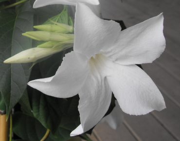 CHILEAN JASMINE - Mandevilla laxa 125 mm pot
